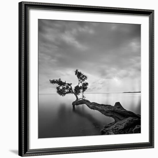 Water Tree-Moises Levy-Framed Giclee Print