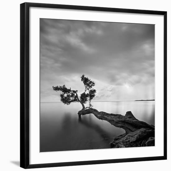 Water Tree-Moises Levy-Framed Giclee Print