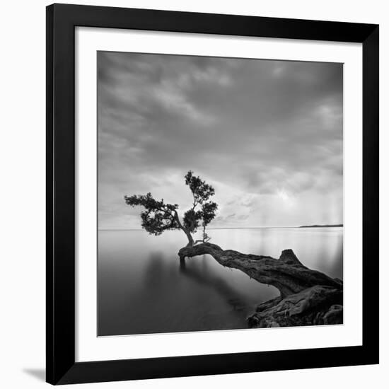 Water Tree-Moises Levy-Framed Giclee Print