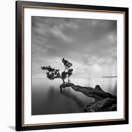 Water Tree-Moises Levy-Framed Giclee Print