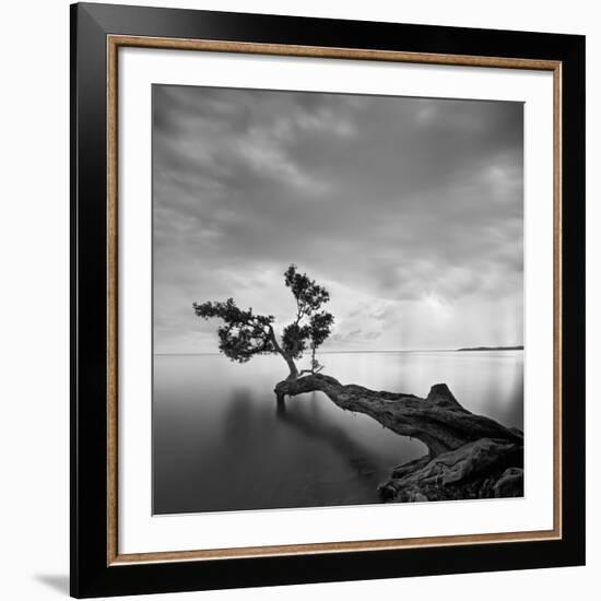 Water Tree-Moises Levy-Framed Giclee Print