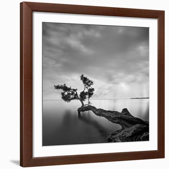 Water Tree-Moises Levy-Framed Giclee Print