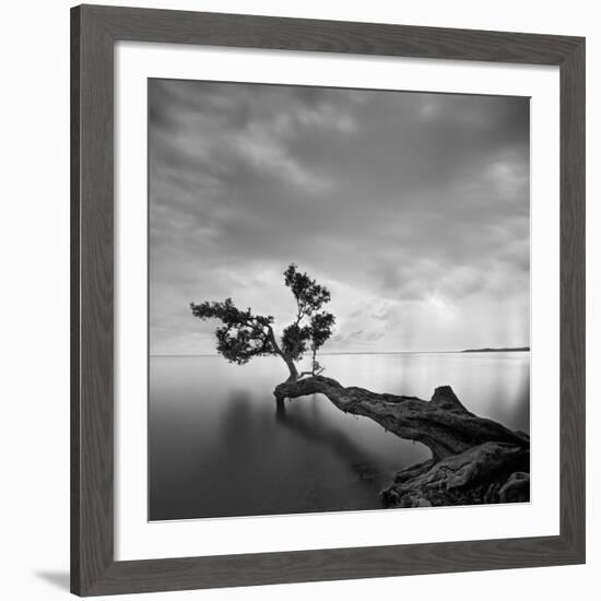 Water Tree-Moises Levy-Framed Giclee Print