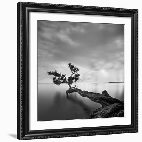 Water Tree-Moises Levy-Framed Giclee Print