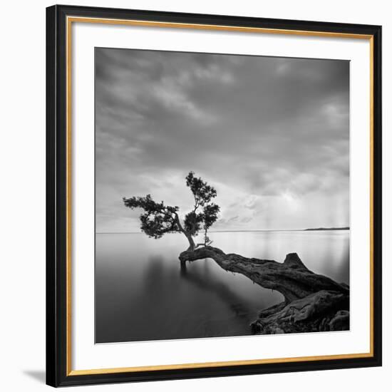 Water Tree-Moises Levy-Framed Giclee Print