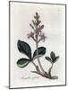 Water Trefoil or Buckbean, Menyanthes Trifoliata. Handcoloured Copperplate Engraving from a Botanic-James Sowerby-Mounted Giclee Print