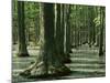 Water Tupelo swamp, Ripley County, Missouri, USA-Charles Gurche-Mounted Photographic Print