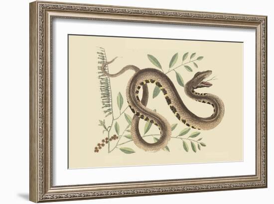 Water Viper -Viper Mouth-Mark Catesby-Framed Art Print