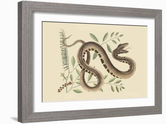 Water Viper -Viper Mouth-Mark Catesby-Framed Art Print