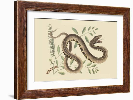 Water Viper -Viper Mouth-Mark Catesby-Framed Art Print