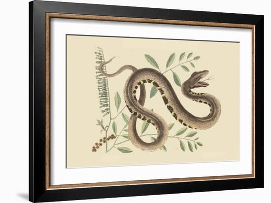 Water Viper -Viper Mouth-Mark Catesby-Framed Art Print