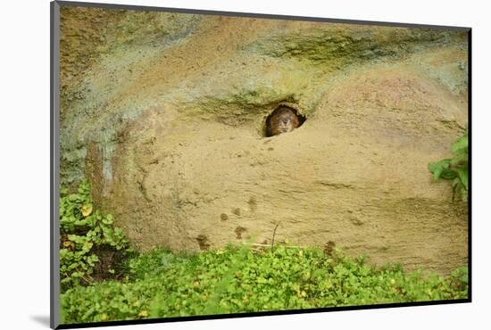 Water Vole (Arvicola Amphibius), Devon, England, United Kingdom, Europe-Janette Hill-Mounted Photographic Print