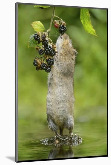 Water Vole (Arvicola Amphibius) Standing On Hind Legs Sniffing Blackberry, Kent, UK, September-Terry Whittaker-Mounted Photographic Print