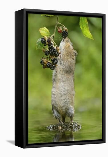 Water Vole (Arvicola Amphibius) Standing On Hind Legs Sniffing Blackberry, Kent, UK, September-Terry Whittaker-Framed Premier Image Canvas