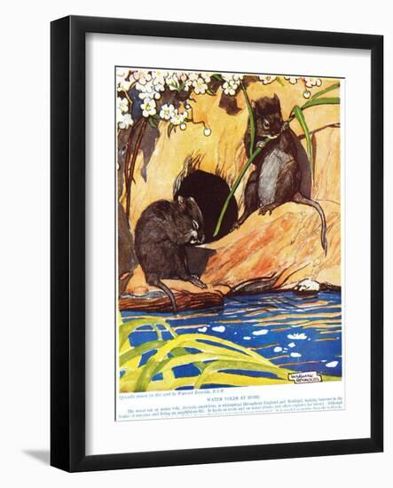 Water Voles at Home, Illustration from 'The New Natural History', by John Arthur Thompson…-Warwick Reynolds-Framed Giclee Print