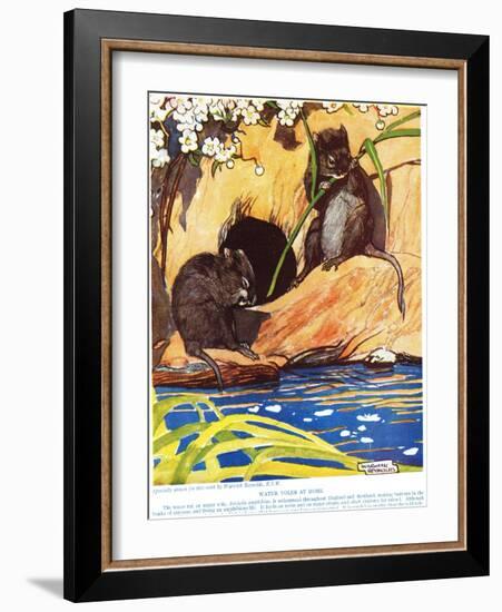 Water Voles at Home, Illustration from 'The New Natural History', by John Arthur Thompson…-Warwick Reynolds-Framed Giclee Print