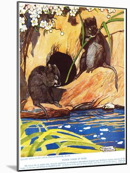 Water Voles at Home, Illustration from 'The New Natural History', by John Arthur Thompson…-Warwick Reynolds-Mounted Giclee Print