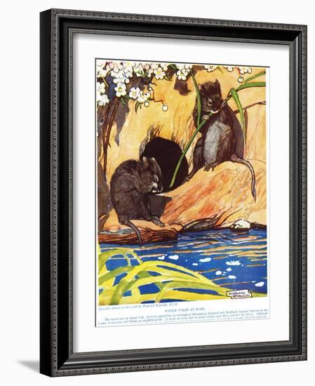 Water Voles at Home, Illustration from 'The New Natural History', by John Arthur Thompson…-Warwick Reynolds-Framed Giclee Print