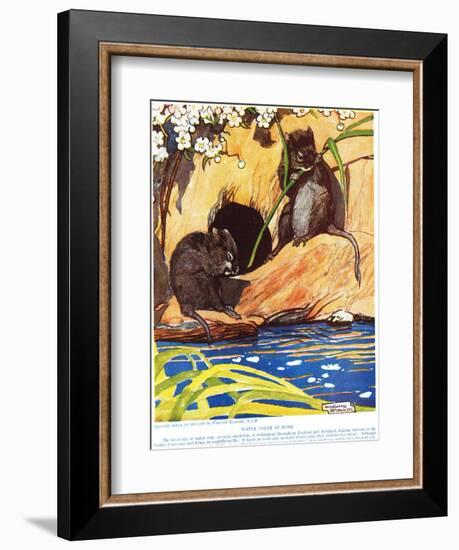 Water Voles at Home, Illustration from 'The New Natural History', by John Arthur Thompson…-Warwick Reynolds-Framed Giclee Print