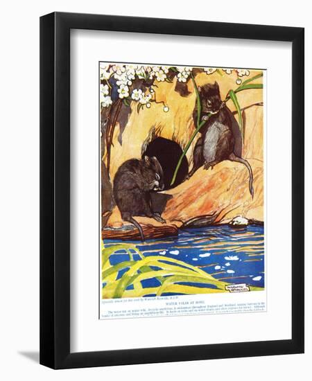 Water Voles at Home, Illustration from 'The New Natural History', by John Arthur Thompson…-Warwick Reynolds-Framed Giclee Print