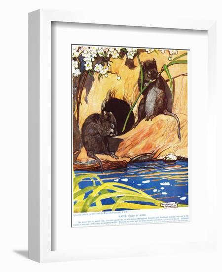 Water Voles at Home, Illustration from 'The New Natural History', by John Arthur Thompson…-Warwick Reynolds-Framed Giclee Print