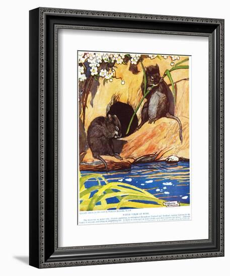 Water Voles at Home, Illustration from 'The New Natural History', by John Arthur Thompson…-Warwick Reynolds-Framed Giclee Print