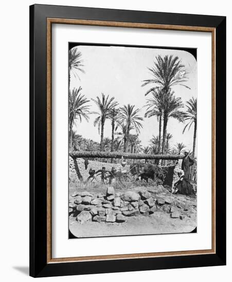 Water Wheel, Egypt, C1890-Newton & Co-Framed Photographic Print