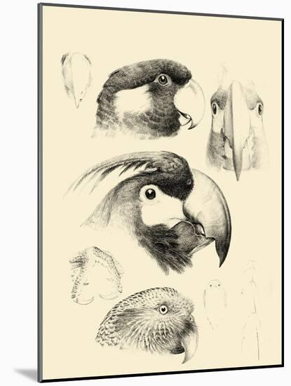 Waterbird Sketchbook III-Vision Studio-Mounted Art Print