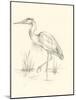 Waterbird Sketchbook Study II-Ethan Harper-Mounted Art Print