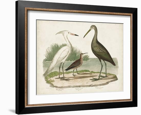 Waterbird Trio I-Alexander Wilson-Framed Art Print