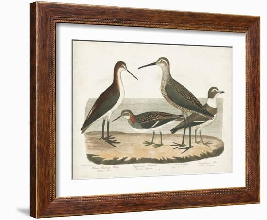 Waterbird Trio II-Alexander Wilson-Framed Art Print