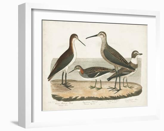 Waterbird Trio II-Alexander Wilson-Framed Art Print