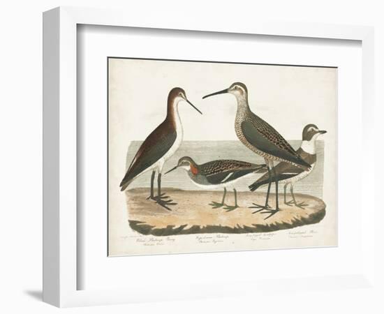 Waterbird Trio II-Alexander Wilson-Framed Art Print