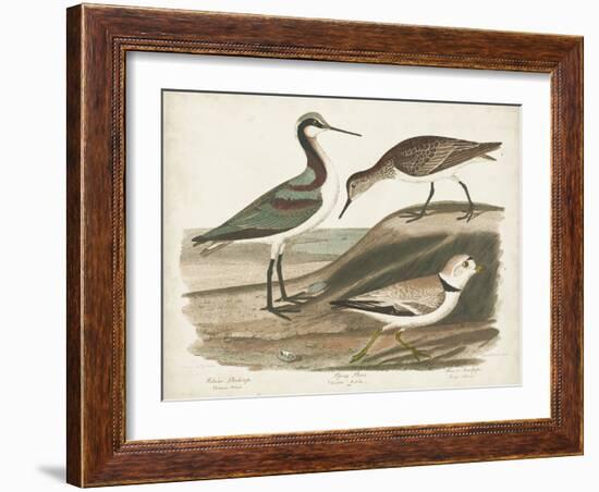 Waterbird Trio III-Alexander Wilson-Framed Art Print