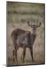 Waterbuck (Kobus ellipsiprymnus), Arusha National Park, Tanzania, East Africa, Africa-Ashley Morgan-Mounted Photographic Print