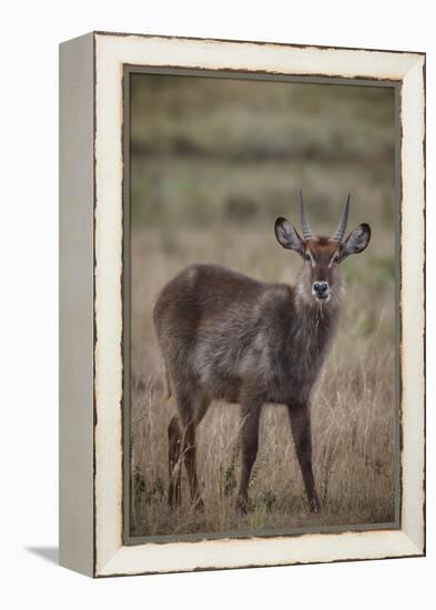 Waterbuck (Kobus ellipsiprymnus), Arusha National Park, Tanzania, East Africa, Africa-Ashley Morgan-Framed Premier Image Canvas