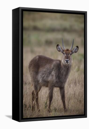 Waterbuck (Kobus ellipsiprymnus), Arusha National Park, Tanzania, East Africa, Africa-Ashley Morgan-Framed Premier Image Canvas