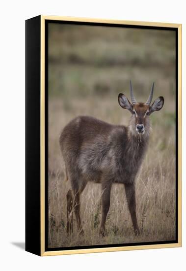 Waterbuck (Kobus ellipsiprymnus), Arusha National Park, Tanzania, East Africa, Africa-Ashley Morgan-Framed Premier Image Canvas