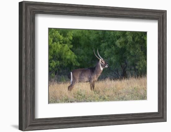 Waterbuck (Kobus ellipsiprymnus) in grassland.-Larry Ditto-Framed Photographic Print