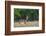 Waterbuck (Kobus ellipsiprymnus) in grassland.-Larry Ditto-Framed Photographic Print