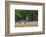 Waterbuck (Kobus ellipsiprymnus) in grassland.-Larry Ditto-Framed Photographic Print