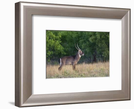 Waterbuck (Kobus ellipsiprymnus) in grassland.-Larry Ditto-Framed Photographic Print