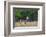 Waterbuck (Kobus ellipsiprymnus) in grassland.-Larry Ditto-Framed Photographic Print