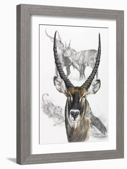 Waterbuck-Barbara Keith-Framed Giclee Print