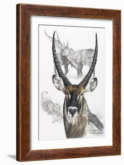 Waterbuck-Barbara Keith-Framed Giclee Print