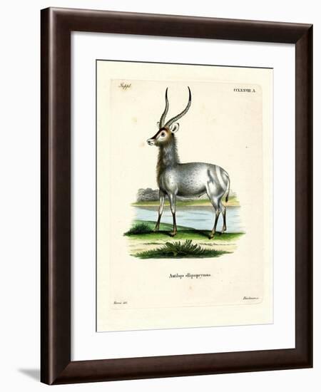 Waterbuck-null-Framed Giclee Print