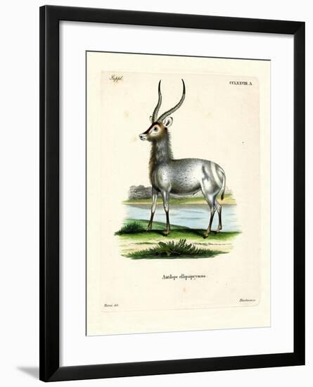 Waterbuck-null-Framed Giclee Print