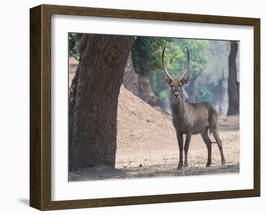 Waterbuck-Scott Bennion-Framed Photo