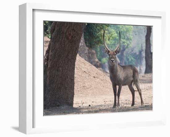 Waterbuck-Scott Bennion-Framed Photo