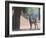 Waterbuck-Scott Bennion-Framed Photo